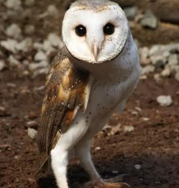 ENV - Bird of the year