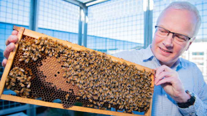Env - bees