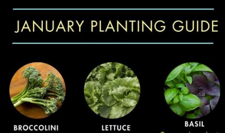 Lifestyle - gardening