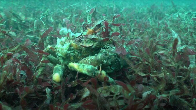 ENV - Wgtn Harbour crab