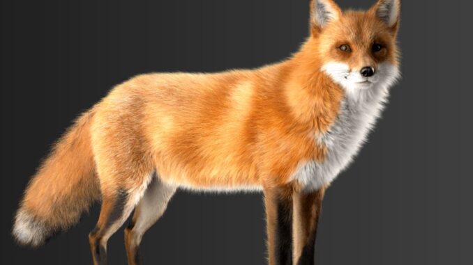 BIZ - Outfox fox