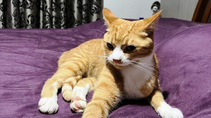 COM - Charlie - 2025-01-08 - Missing from Omahi Street, Waikanae